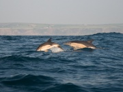 Common dolphins_ANL_0311