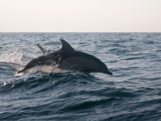 Common dolphins_ANL_0325