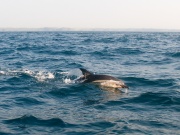 Common dolphins_ANL_0337