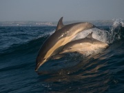 Common dolphins_ANL_0353