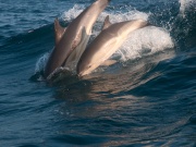 Common dolphins_ANL_0354