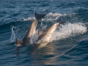 Common dolphins_ANL_0355