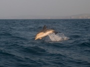 Common dolphins_ANL_0395