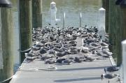 Gulls on the boardwalk at Flamingo Everglades NP.