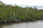 Mangroves at Flamingo. Everglades NP. Florida.