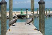 Pelicans at Fiesta Key campground.