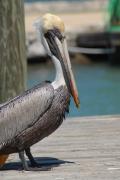 Pelican at Fiesta Key campground.