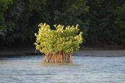 Mangroves at Florida Keys.