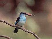 Blue breasted Kingfisher. Abuko Nat. Park. The Gambia.