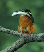 Common Kingfisher. Cornwall UK.