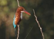 White Throated Kingfisher. Keoladeo Nat. Park, Bharatpur, Rajhastan India.
