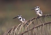 Pied Kingfisher pair. The Gambia.