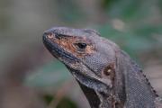 Black Iguana or Ctenosaur. Palo Verde NP. Costa Rica.