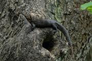 Black Iguana or Ctenosaur at its tree nesthole. Palo Verde NP. Costa Rica.