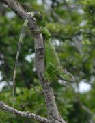 Green Iguana. Palo Verde NP. Costa Rica.