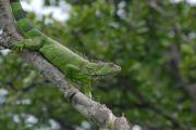 Green Iguana. Palo Verde NP. Costa Rica.