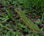 Green Lizard. Palo Verde NP. Costa Rica.