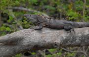 Black Iguana or Ctenosaur. Carara NP. Costa Rica.