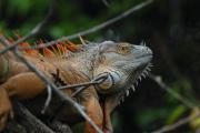 Green Iguana. (Male in orange breeding colouration). Palo Verde NP. Costa Rica.