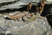 British Common Lizards. Wadebridge Cornwall UK.