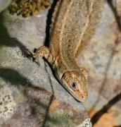 British Common Lizard. Wadebridge Cornwall UK.