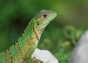 Green Lizard. Palo Verde. Costa Rica.