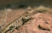 Spiny Lizard sp. Arizona. USA.