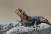 Lizard. The Gambia. West Africa.
