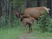 Elk mother with calf. Jasper NP. Alberta Canada.