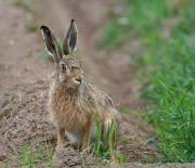Hare. Texel. Holland.