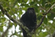 Howler Monkey. Costa Rica