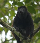 Howler Monkey. Costa Rica