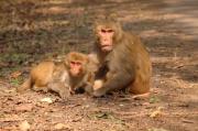 Rhesus Macaques. Keoladeo NP. Bharatpur. India.