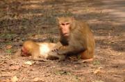 Rhesus Macaques. Keoladeo NP. Bharatpur. India.