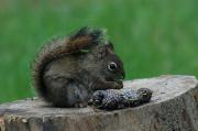Squirrel. Jasper NP. Alberta Canada.