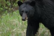 Black bear. Canadian Rockies, Alberta.