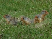 Ground squirrels. Banff NP. Alberta Canada.