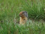 Ground squirrel. Banff NP. Alberta Canada.
