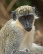 Green vervet monkey. Bijilo NP. The Gambia.
