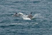 Bottlenosed Dolphins at Trevose Head. Cornwall