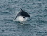 Bottlenosed Dolphin at Trevose Head. Cornwall