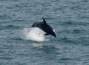 Bottlenosed Dolphin at Trevose Head. Cornwall