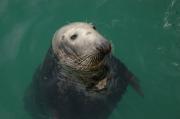 Grey Seal. Cornwall UK.