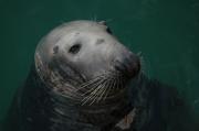 Grey Seal. Cornwall UK.