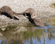 N.American river otters near Steamboat Point, Yellowstone Lake. Wyoming.