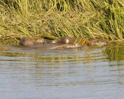 N.American river otters near Steamboat Point, Yellowstone Lake. Wyoming.