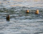N.American river otters on the Gros Ventre river. Grand Teton National Park. Wyoming.