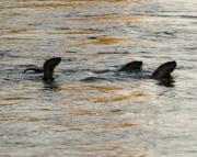 N.American river otters on the Gros Ventre river. Grand Teton National Park. Wyoming.