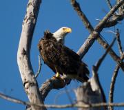 Bald Eagle. Sanibel island. Florida USA.