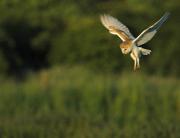Barn Owl hovering. Wadebridge Cornwall. UK.